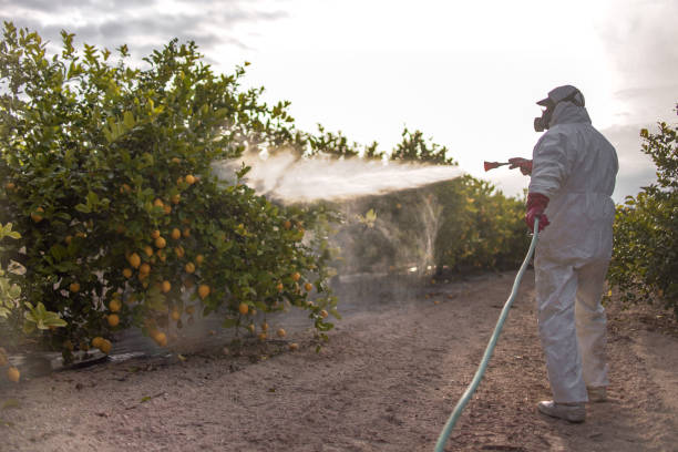 Best Local Pest Control Services  in Ferndale, WA