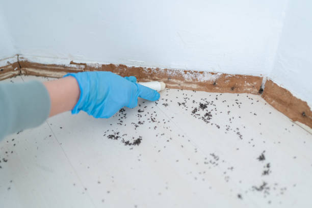 Trusted Ferndale, WA Pest Control Experts